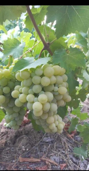 Butasi de vita de vie de anul 3