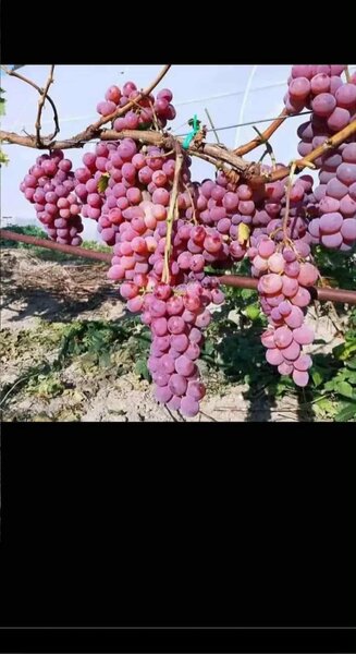 Butasi de vita de vie de anul 3