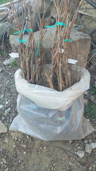 Butasi de vita de vie de anul 3