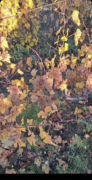 Butasi de vita de vie de anul 3