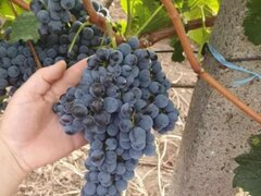 Butasi de vita de vie de anul 3