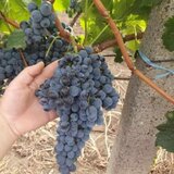 Butasi de vita de vie de anul 3